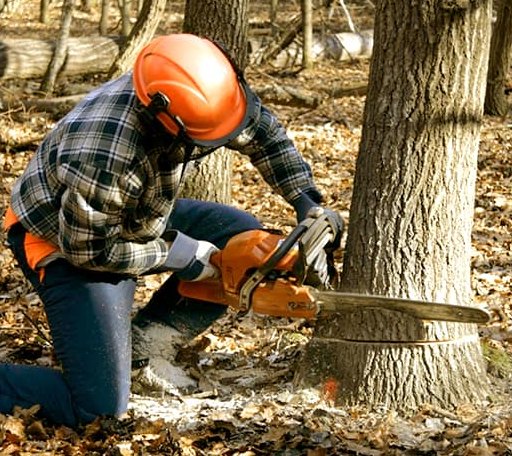Tree Removal in Hill Afb, UT